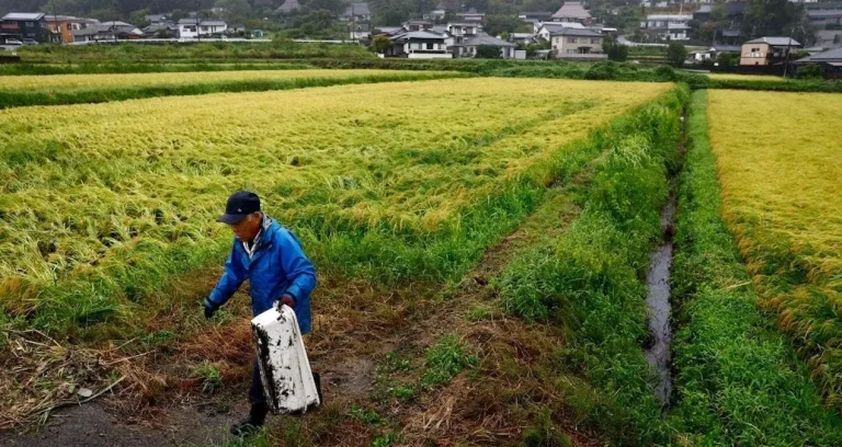 Japonya Pirinç Krizi: 200 Bin Ton Stoklar Satışa Sunulacak