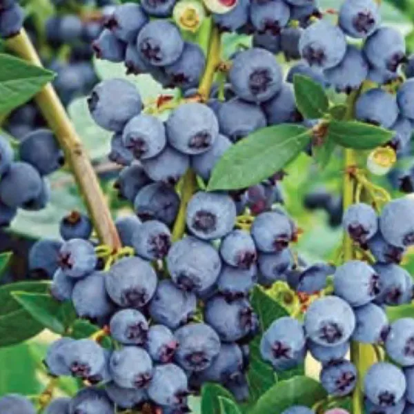 Mavi Yemiş: Kilosu 500 TL ile Üreticileri Sevindiriyor